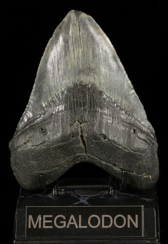 Large, Fossil Megalodon Tooth - Feeding Damaged Tip #60492